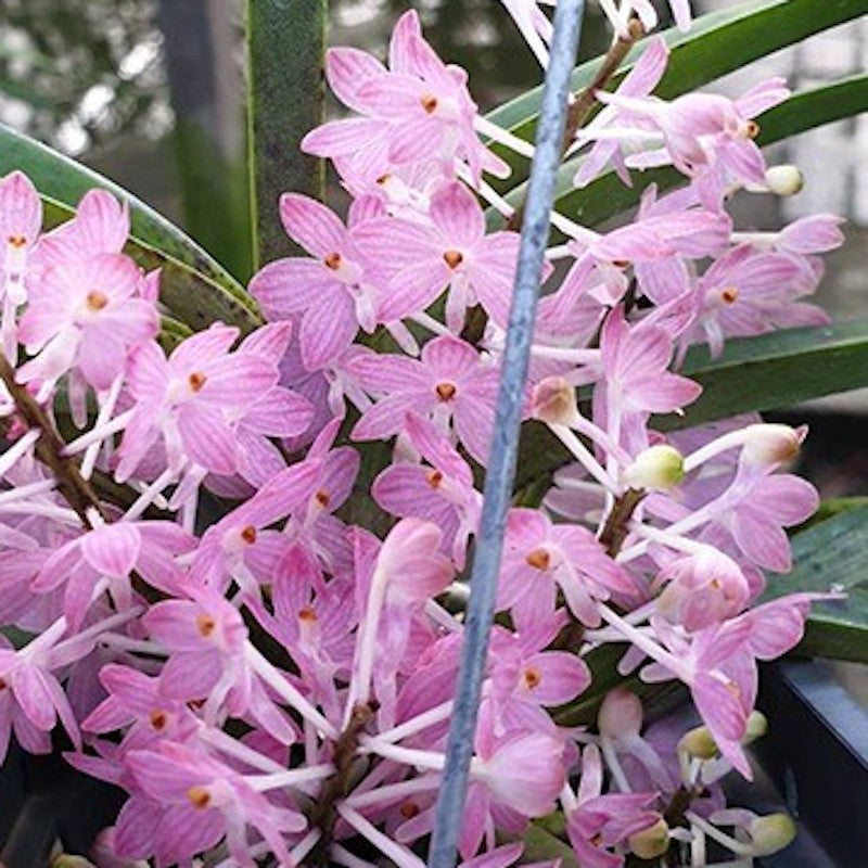 Orhidee Ascocentrum Ampullaceum