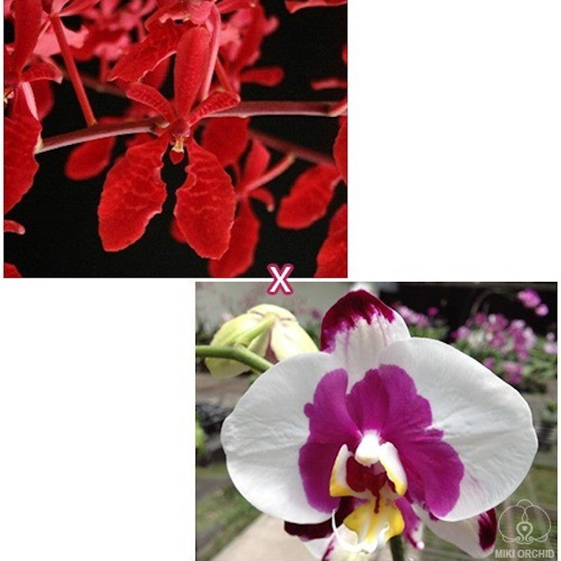 Renanthera Kalsom × Phal. (Taisuco Desirous × Taiwan Diamond)
