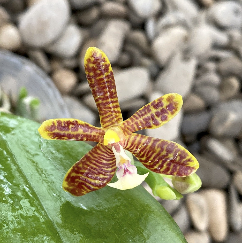 Phalaenopsis mannii var. flava × inscriptiosinensis