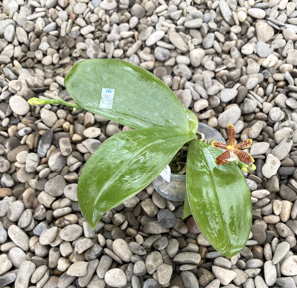 Phalaenopsis mannii var. flava × inscriptiosinensis