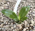 Phalaenopsis Pinlong Cheris × Almanis