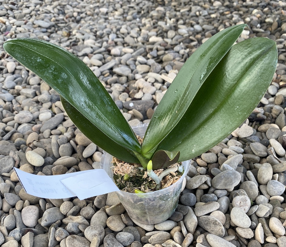 Phalaenopsis GC Reyoung Sara