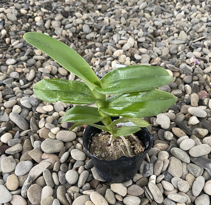 Robiquetia cerina