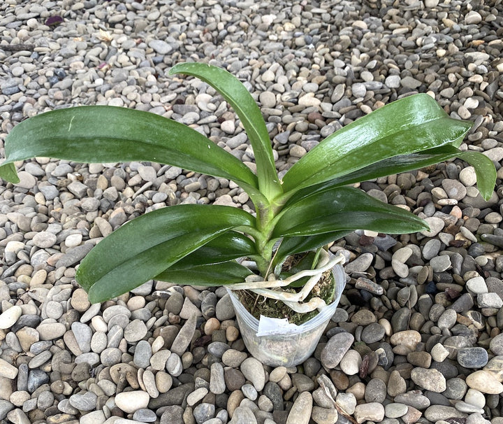 Renanthera Kalsom × Phal. (Taisuco Desirous × Taiwan Diamond)