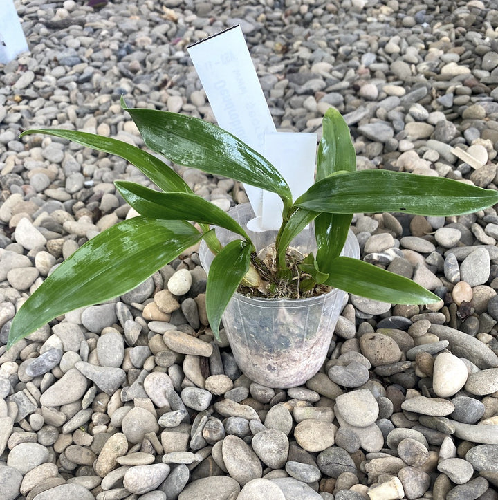 Dendrobium macrophyllum