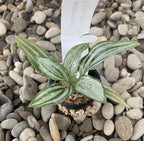 Sarcoglottis sceptrodes