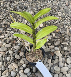 Orhidee Dendrobium Frosty Dawn Red Lip