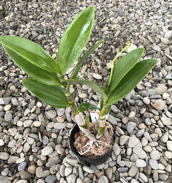 Dendrobium discolor