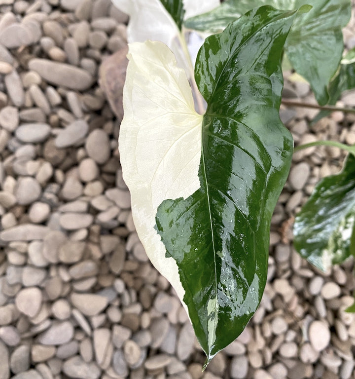 Syngonium podophyllum 'Variegata'