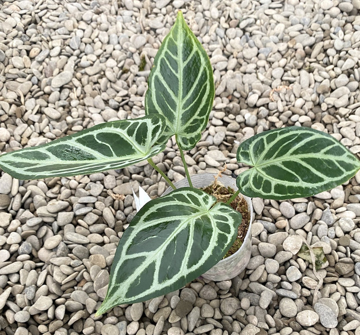 Anthurium Crystallinum