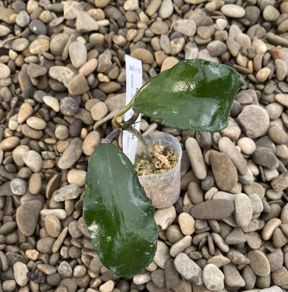 Hoya waymaniae - flori parfumate