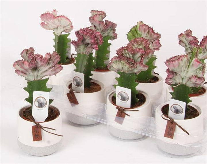 Euphorbia Lactea Cristata mix in vas ceramic