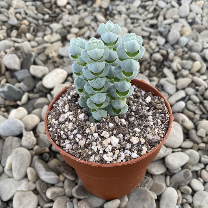 Crassula plegmatoides