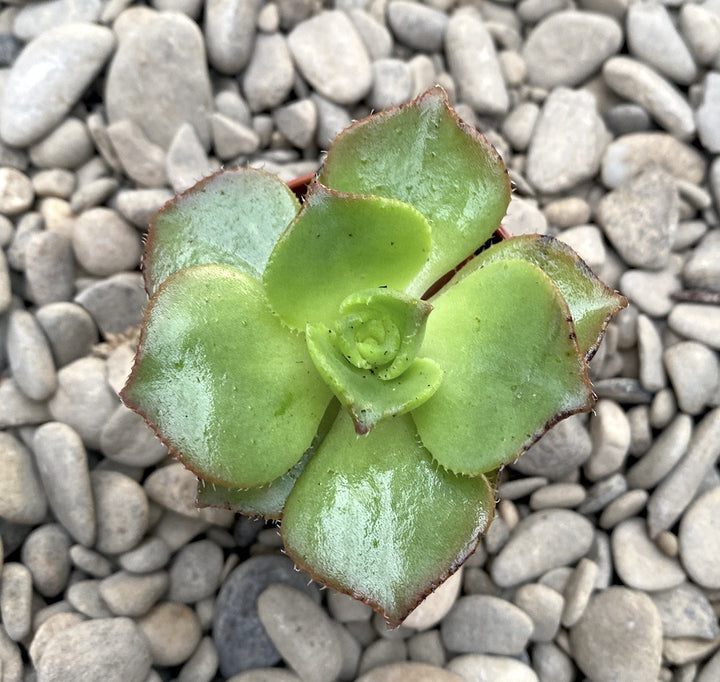 Aeonium leucobelpharum