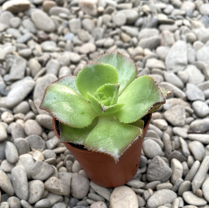 Aeonium leucobelpharum