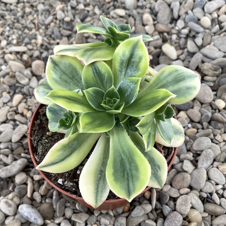 Aeonium starburst (Aeonium 'Lemon-Lime')