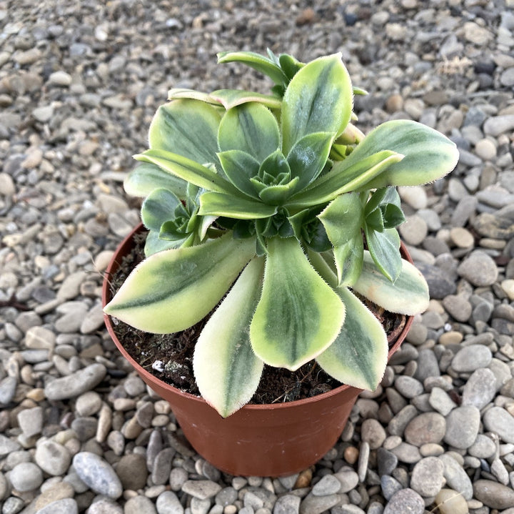 Aeonium starburst (Aeonium 'Lemon-Lime')