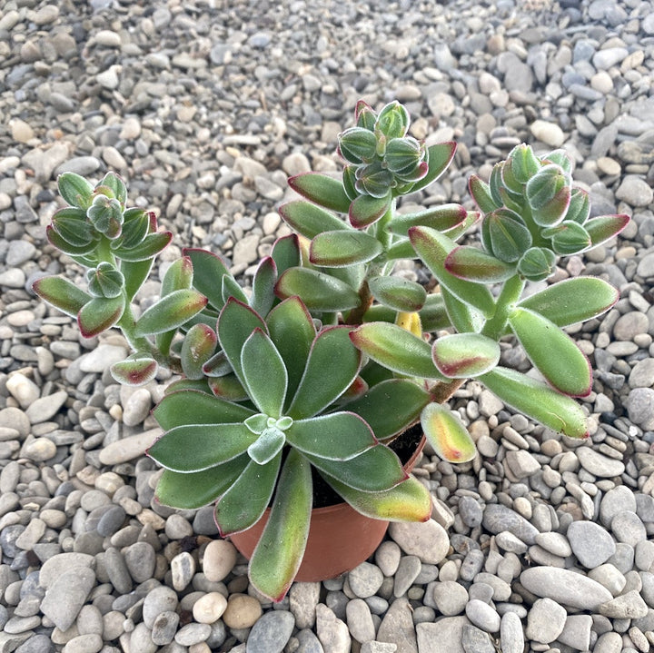 Echeveria pulvinata