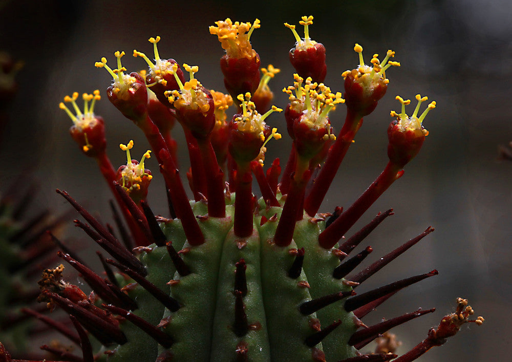 Euphorbia Canariensis