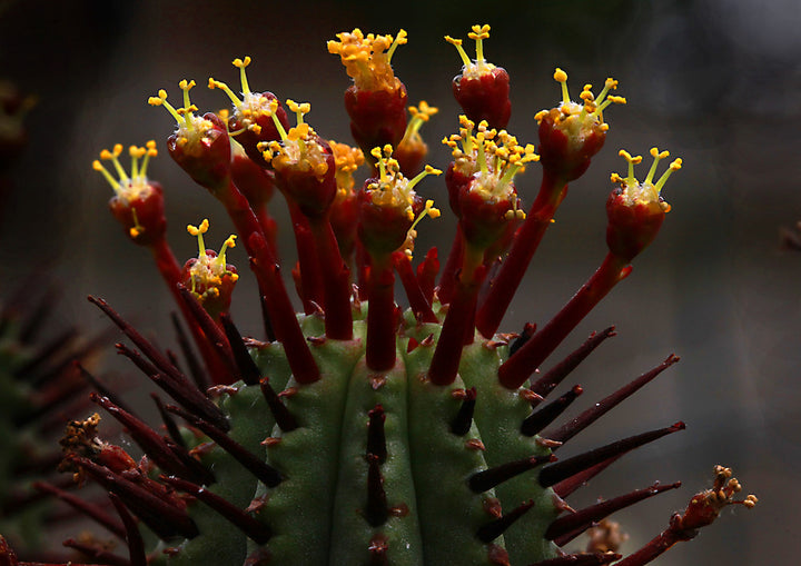 Euphorbia Canariensis