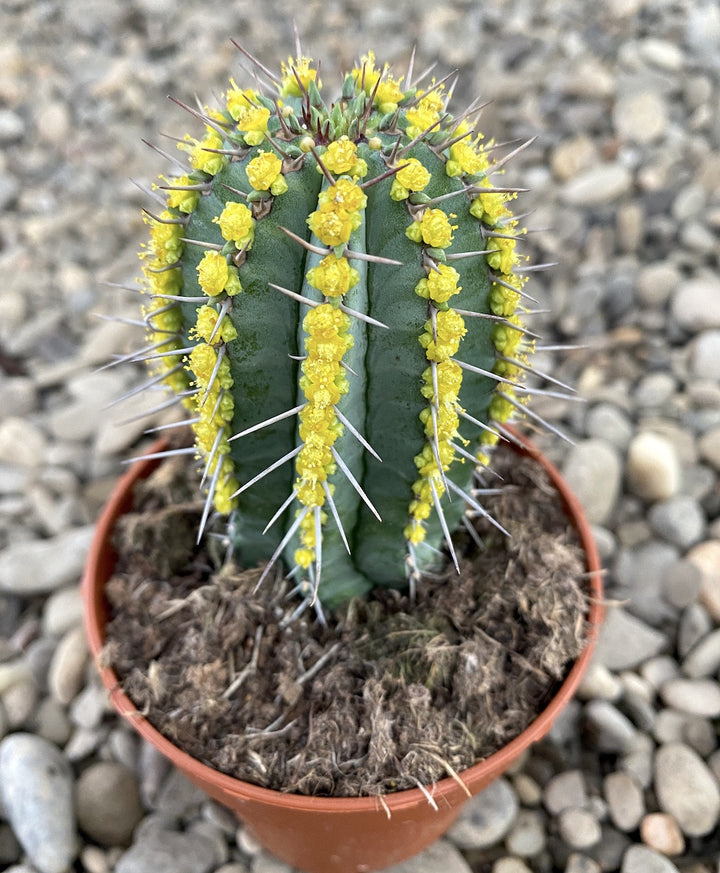 Euphorbia fruticosa blue