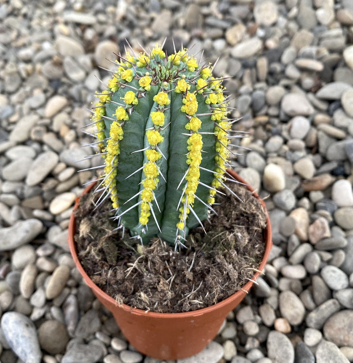 Euphorbia fruticosa blue