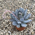 Pachyphytum oviferum