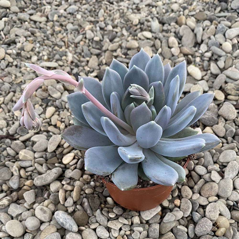 Pachyphytum oviferum