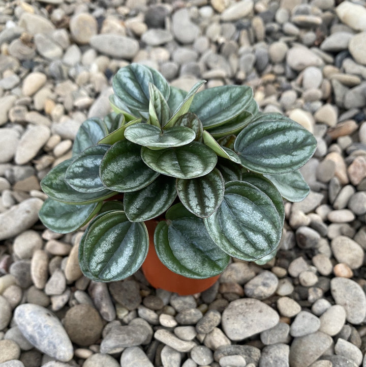 Peperomia Royal Princess mini