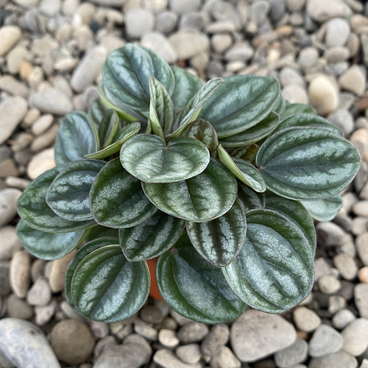 Peperomia Royal Princess mini