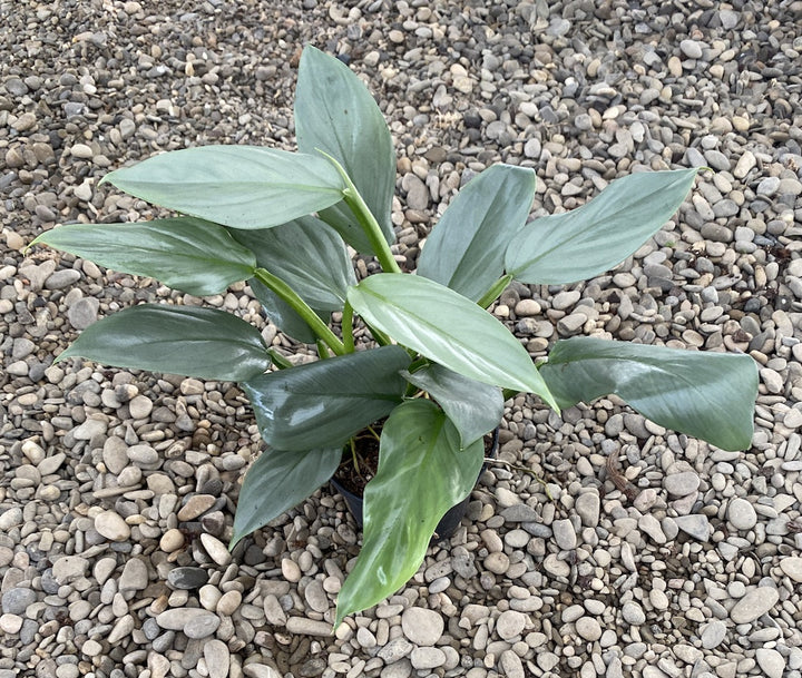 Philodendron Silver Grey