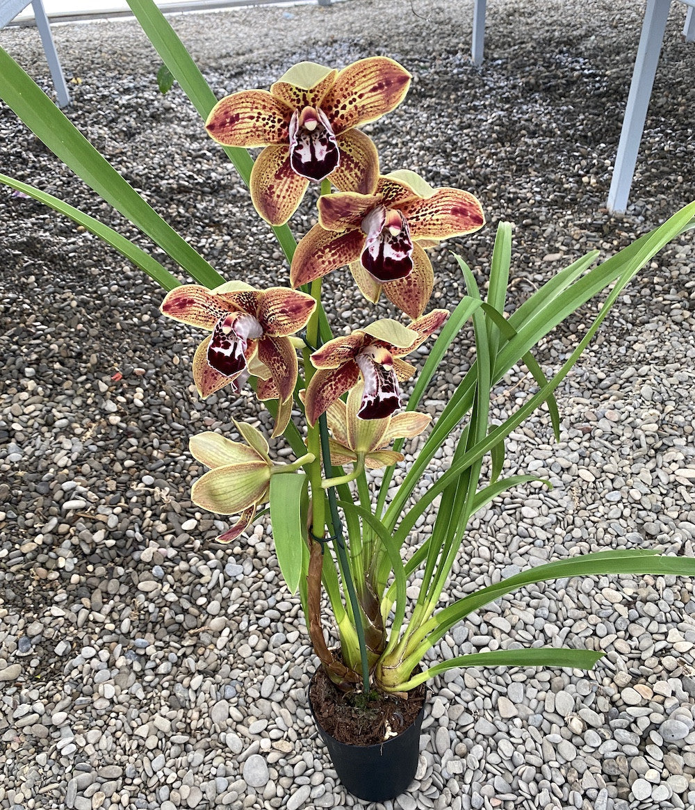Cymbidium Los Angeles - flori mari