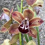 Cymbidium Los Angeles - flori mari
