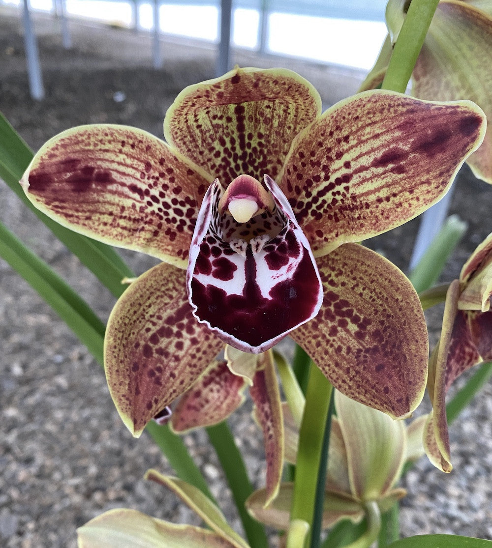 Cymbidium Los Angeles - flori mari