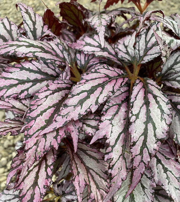 Begonia Supernova