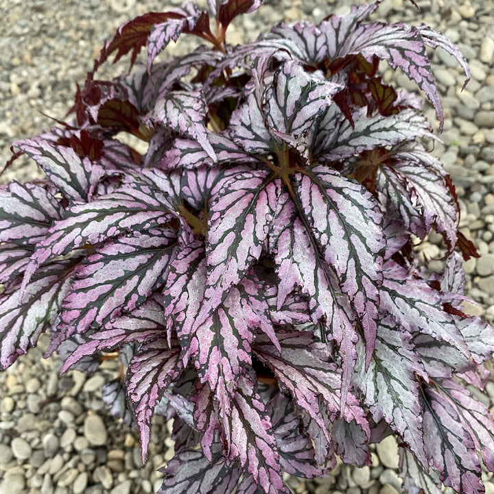 Begonia Supernova