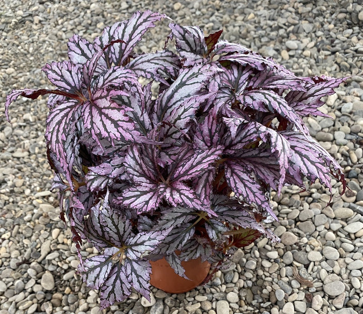 Begonia Supernova