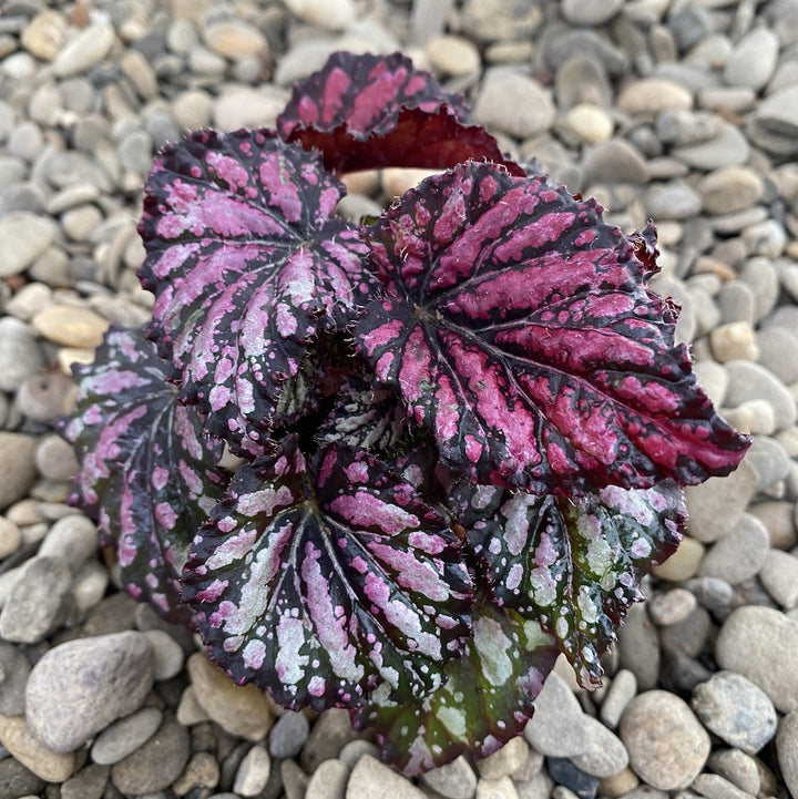 Begonia rex 'Royal Rubin' mini