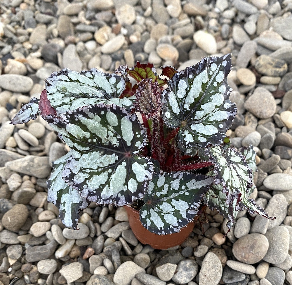 Begonia rex 'King's Spirit' mini
