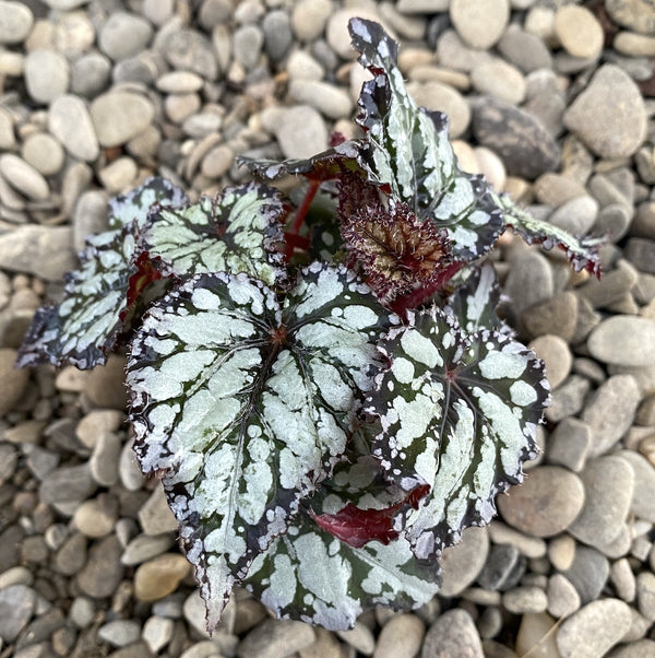 Begonia rex 'King's Spirit' mini