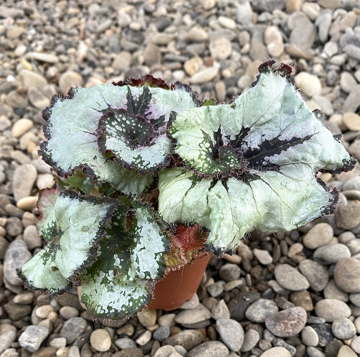 Begonia Rex Escargot