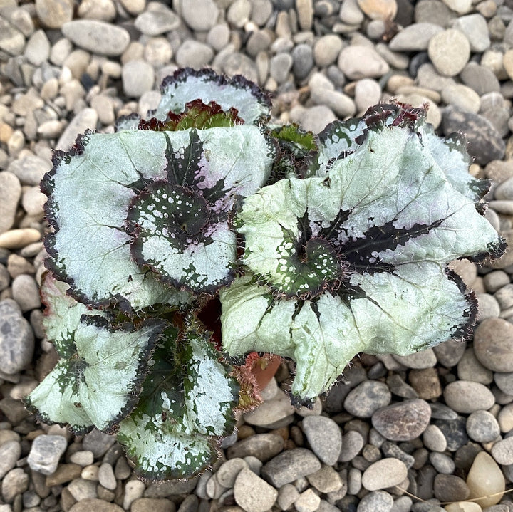 Begonia Rex Escargot