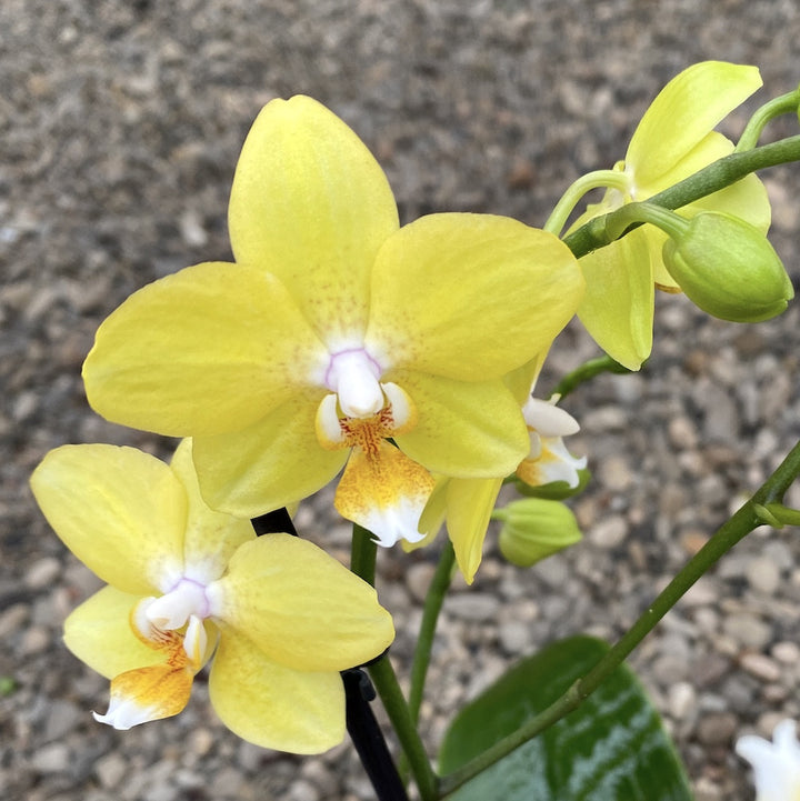 Phalaenopsis Sogo Lemon Sunny