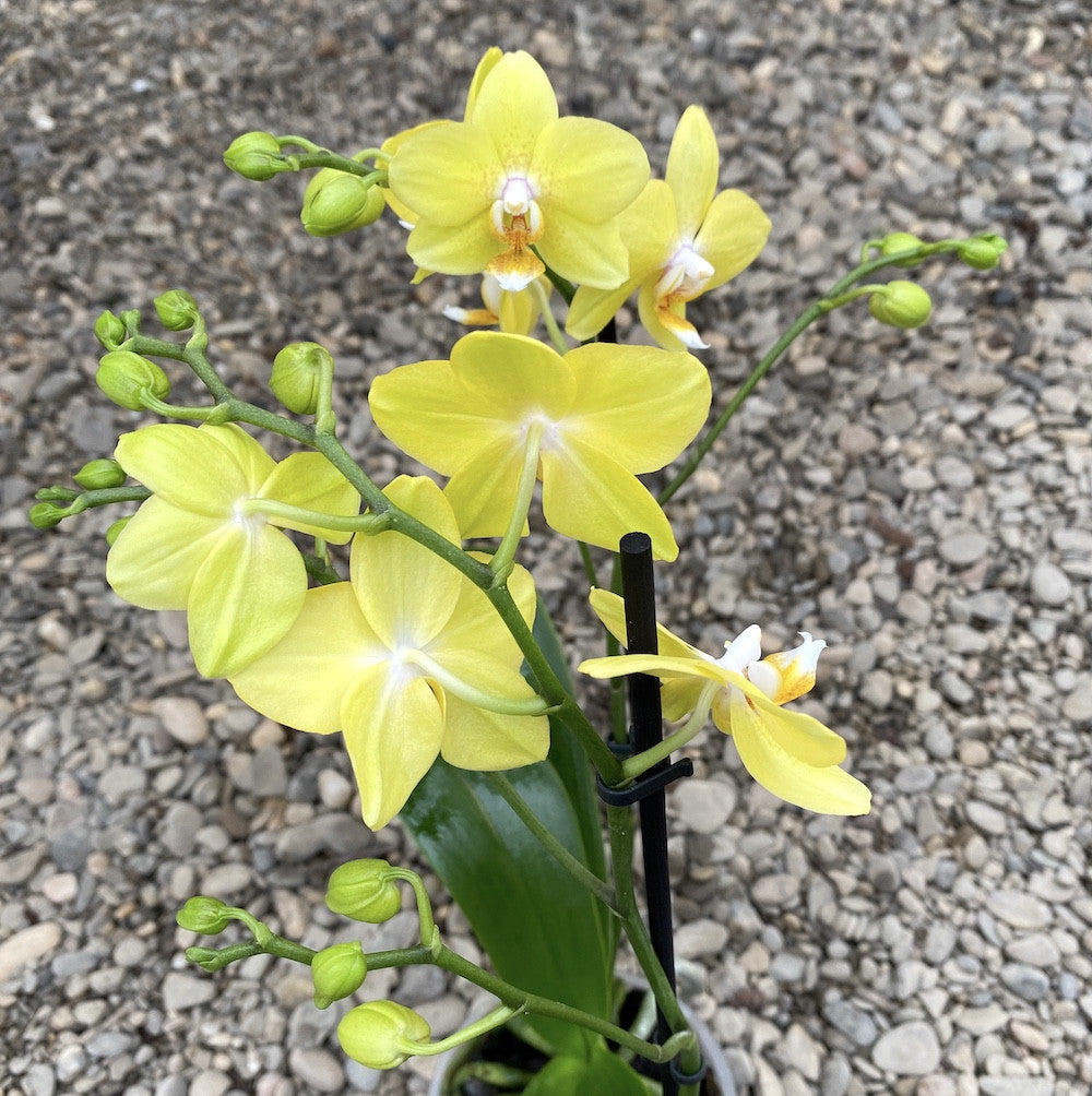 Phalaenopsis Sogo Lemon Sunny