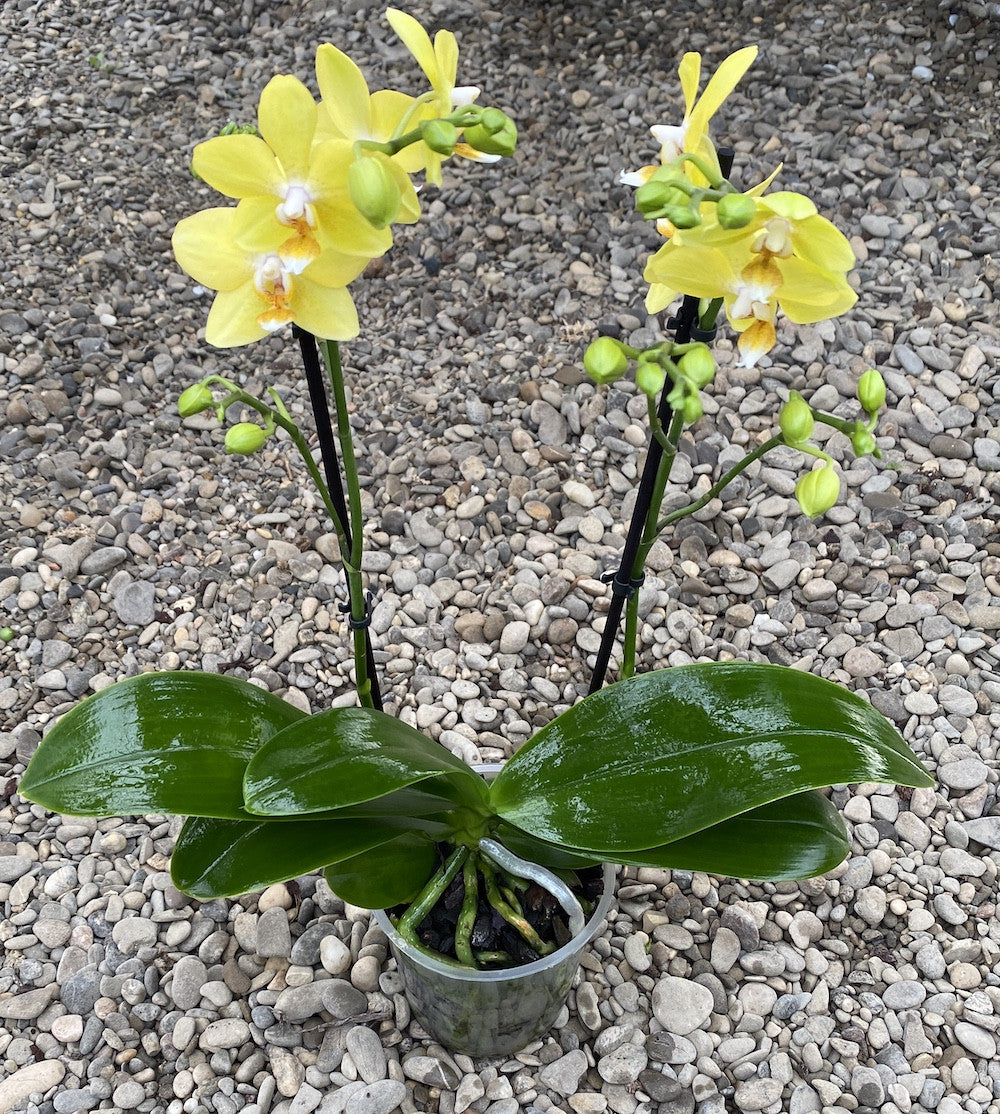 Phalaenopsis Sogo Lemon Sunny