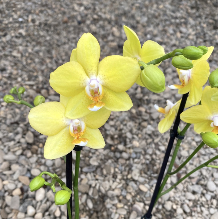 Phalaenopsis Sogo Lemon Sunny