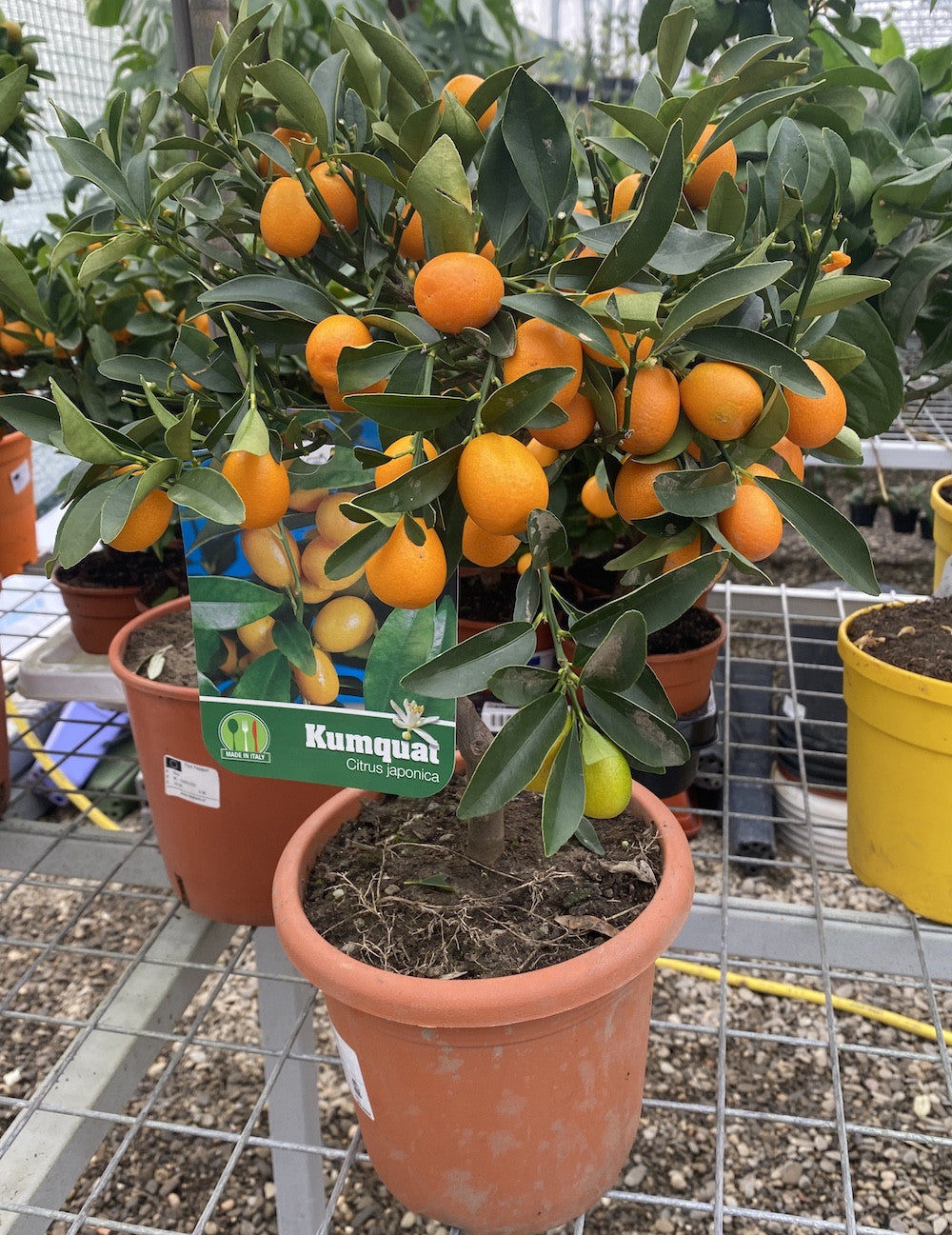Comanda online citrice altoite, Citrus Kumquat cu fructe, cel mai bun pret!