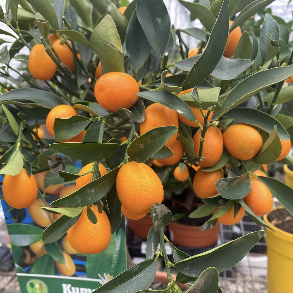 Comanda online citrice altoite, Citrus Kumquat cu fructe, cel mai bun pret!