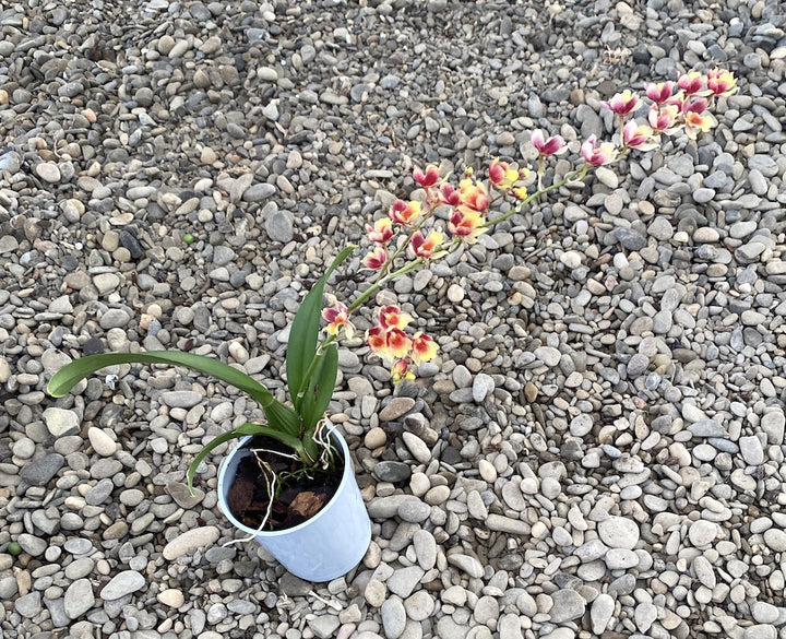 Leomesezia (Howeara) Lava Burst ‘Pacific Sunrise’