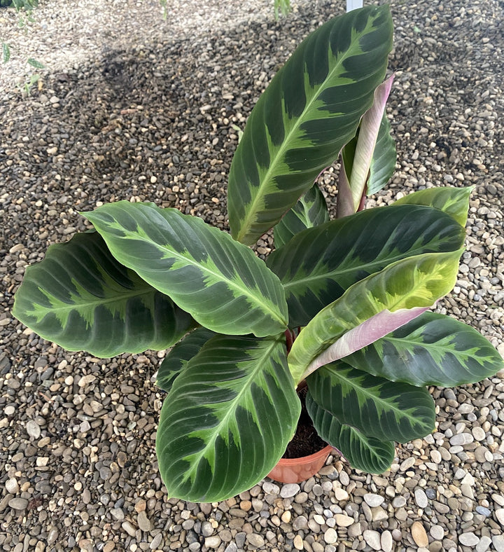 Calathea Warcewiczii